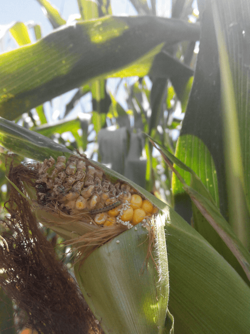 Опасный вредитель посевов кукурузы