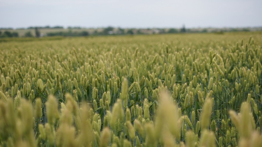 Система защиты зерновых культур в восточной зоне Ставропольского края