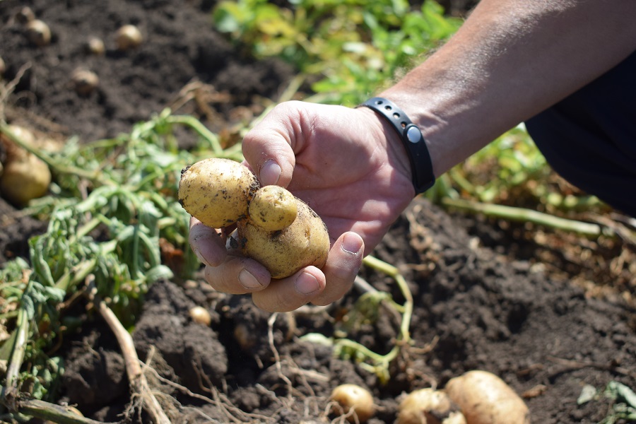 Повышение урожайности картофеля и лука при применении микроудобрений Террафлекс