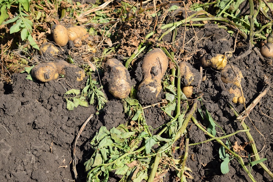 Повышение урожайности картофеля и лука при применении микроудобрений Террафлекс