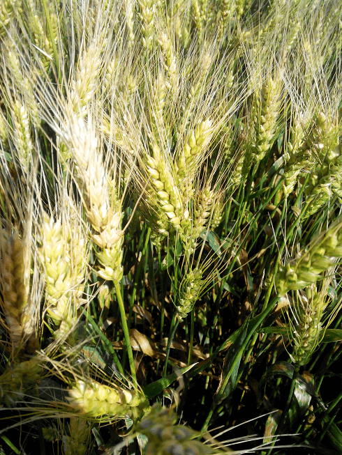 Фитосанитарная справка о состоянии посевов озимой пшеницы