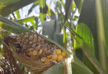 Опасный вредитель посевов кукурузы